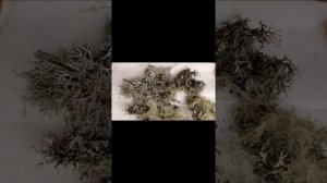 Лечебные травы вокруг нас.Уснея бородатая 1. Внешний вид .Польза при распространенных болезнях.