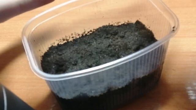 Выращивание сладкого комнатного перца. Посев семян комнатного перца на рассаду. смотреть онлайн