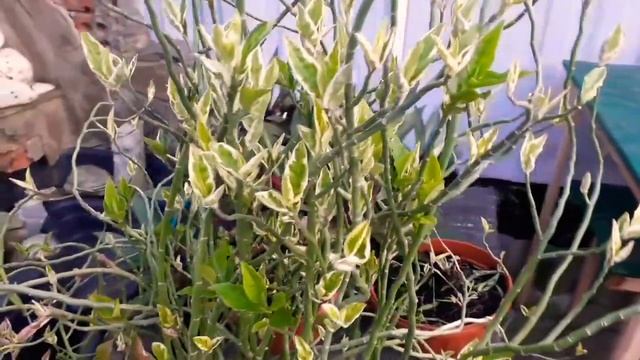 Показываю зефирантес и традесканцию рео в саду. Звуки тропического леса. смотреть онлайн