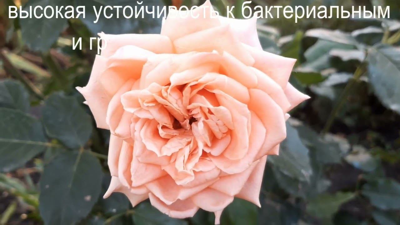 Красавица Эльдорадо украсит ваш сад!!! смотреть онлайн