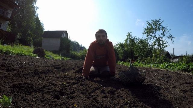 Картофель АМЕРИКАНКА.600 кг с сотки!Урожай картофеля 2020 года хорош!Посадка картофеля по Митлайдер смотреть онлайн