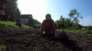 Картофель АМЕРИКАНКА.600 кг с сотки!Урожай картофеля 2020 года хорош!Посадка картофеля по Митлайдер