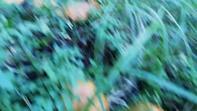 Как посадить грибы на хуторе смотреть онлайн