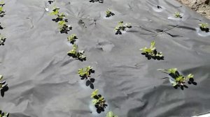 клубника азия цветет