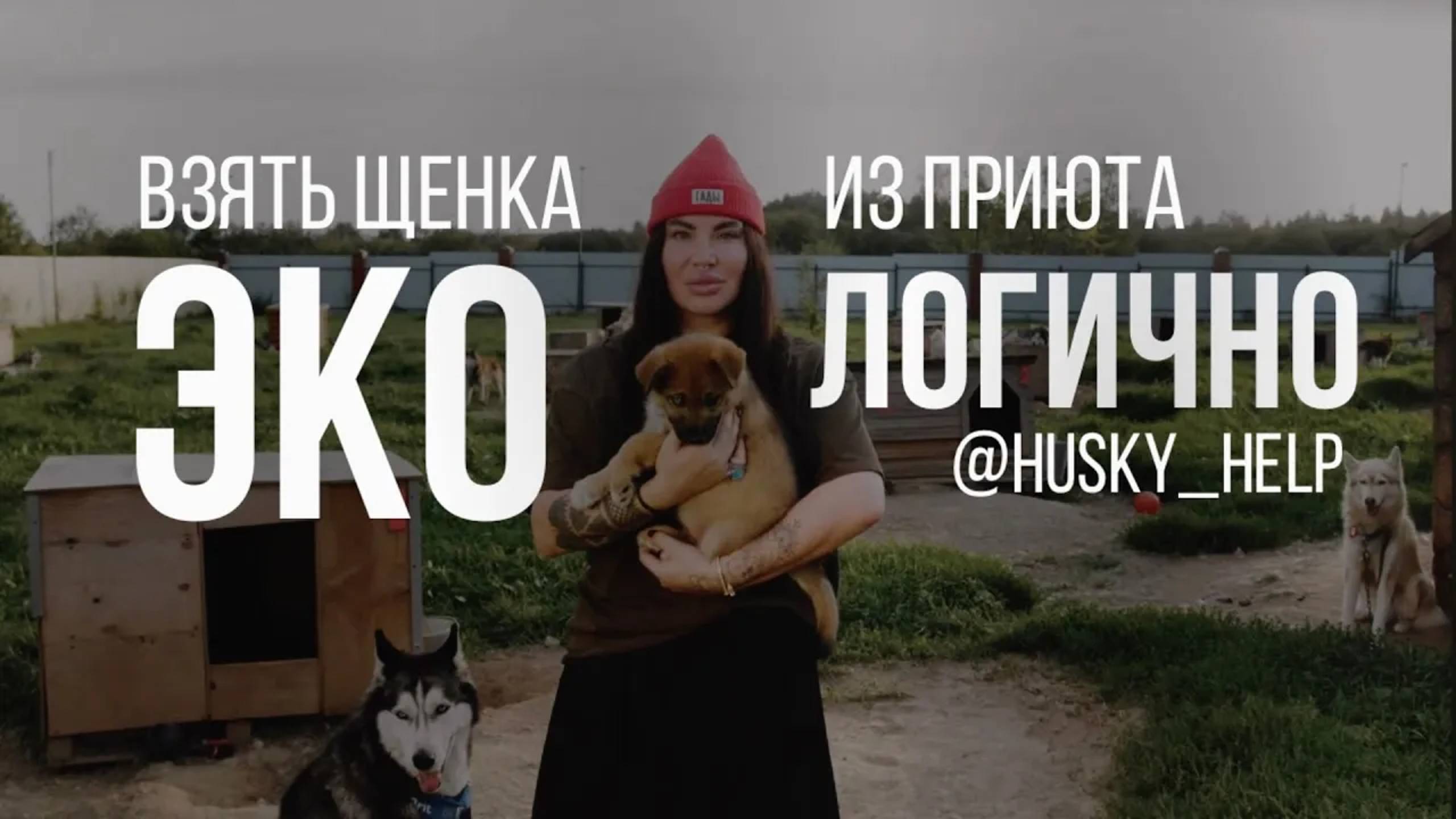 Взять собаку из приюта ЭКО ЛОГИЧНО. Фильм о приюте __@husky_help (1)