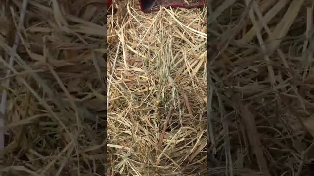 Пресподборщик тюковый стар 1000