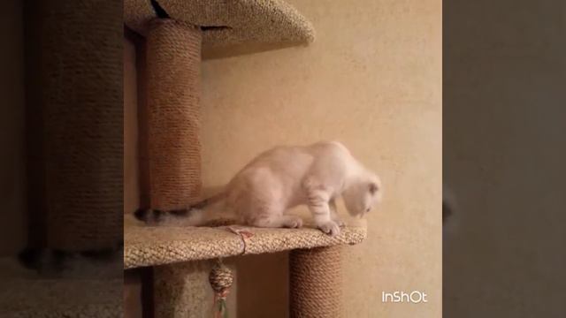 Шотландская вислоухоя кошечка продажа Казань смотреть онлайн