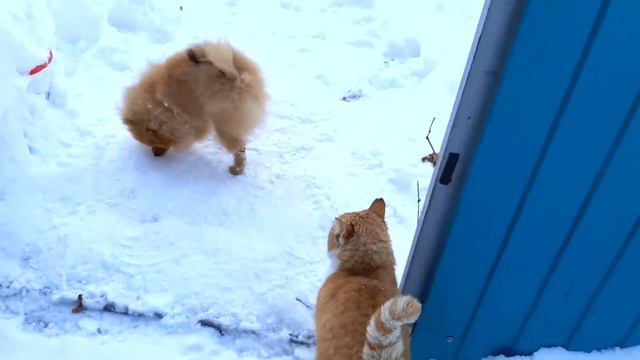 Маленький щенок Баффик знакомится с местным дворовым котом Рыжиком. 小斯皮茨小狗 смотреть онлайн