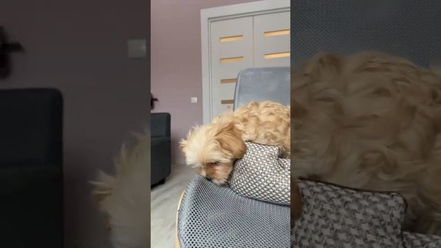 Микро Мальтипу Корея смотреть онлайн