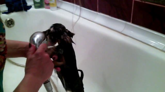 Йорширский терьер как правилино мыть щенка