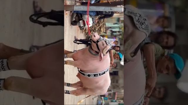 SULTAN pink buffalo ? alhamdulillah from bharuch Gujarat no 1 in all Gujarat Naeem Atlas masala смотреть онлайн