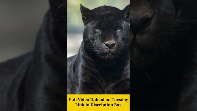 काले चीते के बारे में आपको ये किसी ने नहीं बताया होगा| black panther | Facts, Habitat, & Diet || смотреть онлайн