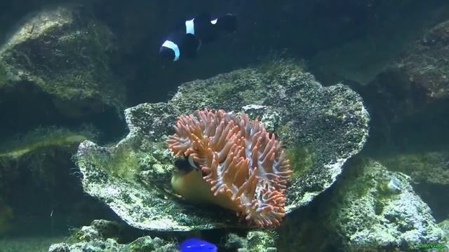 Рыба клоун - Amphiprion ocellaris смотреть онлайн