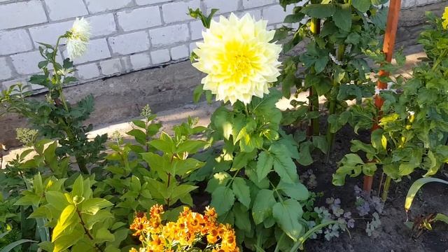 Георгин Кельвин Флудлайт и Шоу энд Телл . Dachlia Kelvin Floodlight , Show' N Tell . Группа макси .