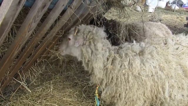 Еще один окот. Кормление дойной овцы смотреть онлайн