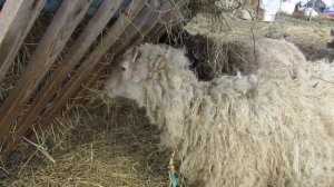 Еще один окот. Кормление дойной овцы