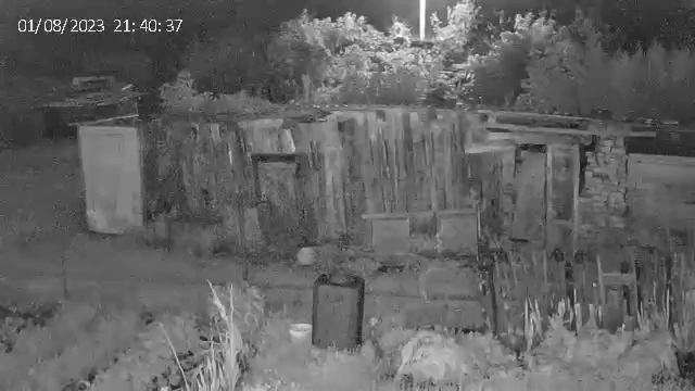 Летучая мышь перед камерой видео наблюдения смотреть онлайн