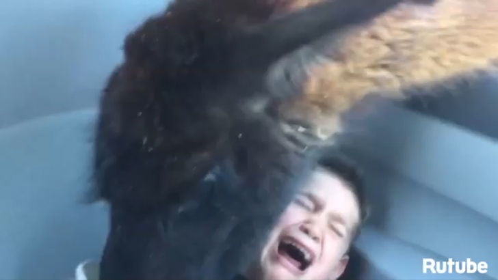 Топ-10 животных, которые атаковали людей смотреть онлайн