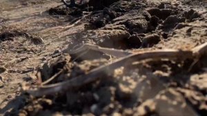 Старинная дорога! XV-XVIIвеков. Металлоискатель Vanquish 540 Minelab #vanquish540 #коп #камрад