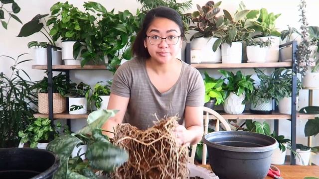 Repotting A Silver Satin Scindapsus
