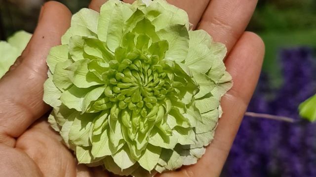 Introducing: Clematis Manju смотреть онлайн