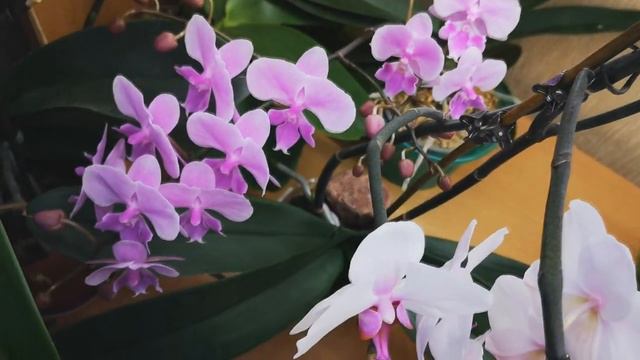 Тёплый, орхидейный уголок согревает в хмурые деньки. 🤗 смотреть онлайн