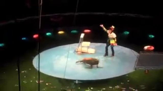 Moscow Circus Break-dancing Seal/ Б. Московский цирк тюлень брейкданс смотреть онлайн
