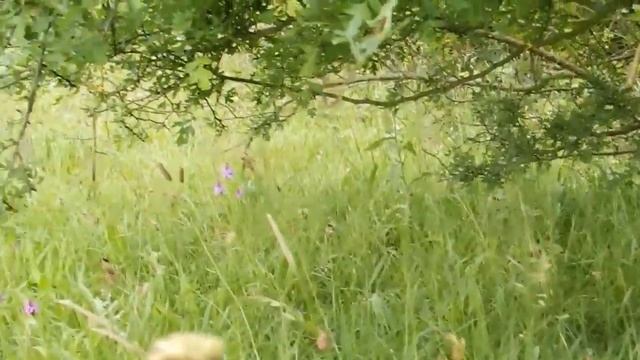 Pyramidal Orchids Anacamptis pyramidalis смотреть онлайн