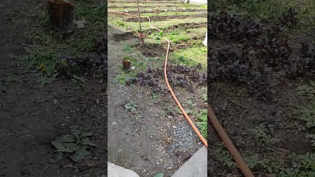 Малина, ежевика өстүрө турган болсонуздар, билие жүрүңүздөр. смотреть онлайн