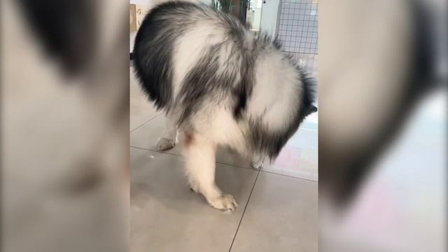 Забавные кошки № 2 смотреть онлайн