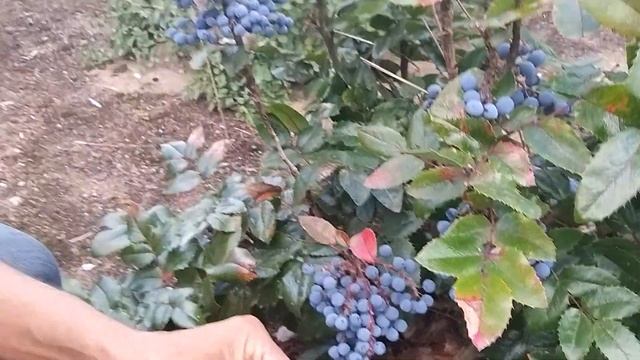Магония падуболистная плодоношение смотреть онлайн
