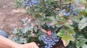 Магония падуболистная плодоношение