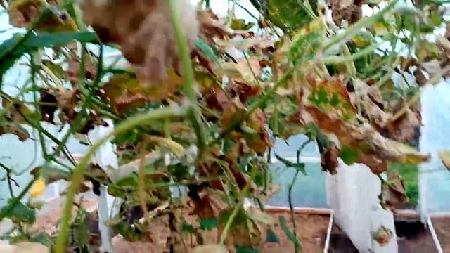 Погибли Огурцы в Теплице. В Чём Причина!!! 31 августа 2021г. смотреть онлайн