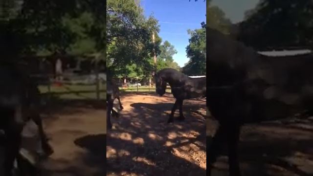 Спаривание лошадей смотреть онлайн