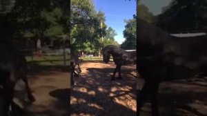 Спаривание лошадей