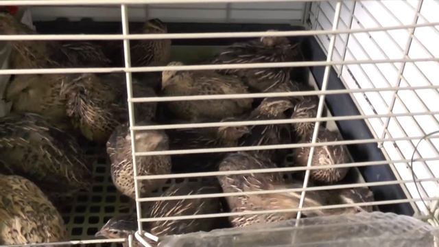 Перепёлки в доме. смотреть онлайн