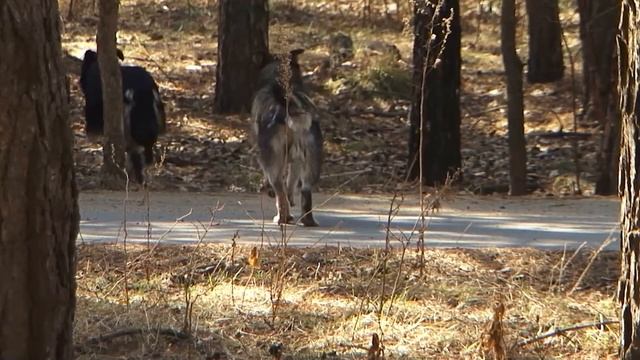 Дополнительные требования к содержанию домашних животных смотреть онлайн