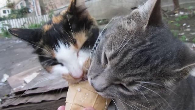 коты едят мороженое