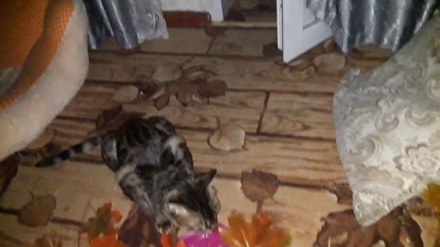 КОШКИ НЕ СПЯТ НОЧЬЮ! Мейн-кун, бенгальская кошка и дворянка шумят в три часа ночи смотреть онлайн