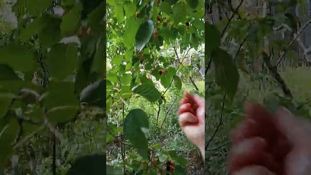 Как отмыть руки после сбора шелковицы . смотреть онлайн