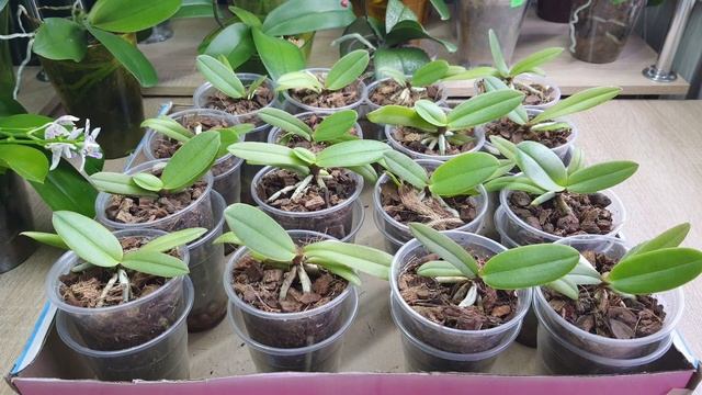 Орхидейки Фаленопсис спустя 8 месяцев после посадки из фласки. Правила содержания и удобрения смотреть онлайн