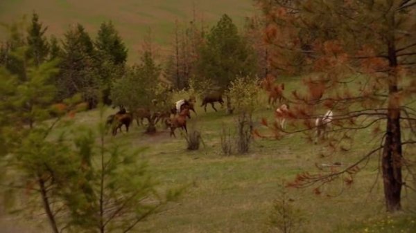 Flicka 2: Setting Flicka Free