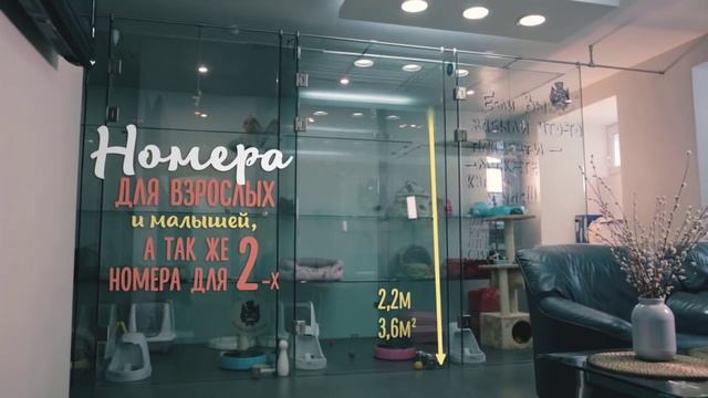 Передержка кошек. Отель для кошек "Кот-Бегемот". Гостиница KOTBEGEMOTHOTEL смотреть онлайн