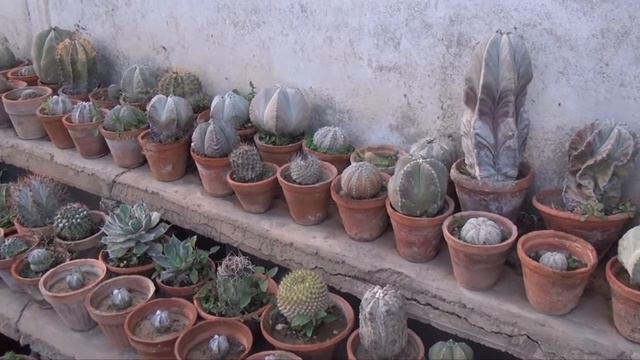 Cactus & Succulents Plants Available on demand vlogs Video смотреть онлайн