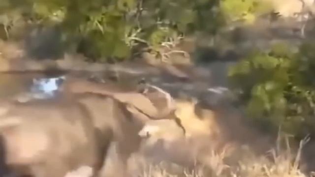 Python is too aggressive, Leopard Cub mistakes when challenged - The result of Leopard Cub смотреть онлайн