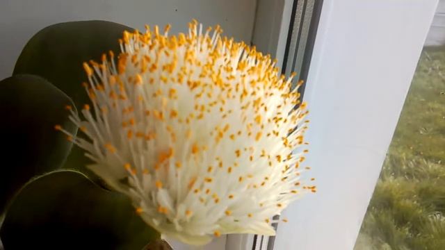 Гемантус ,оленний язык смотреть онлайн