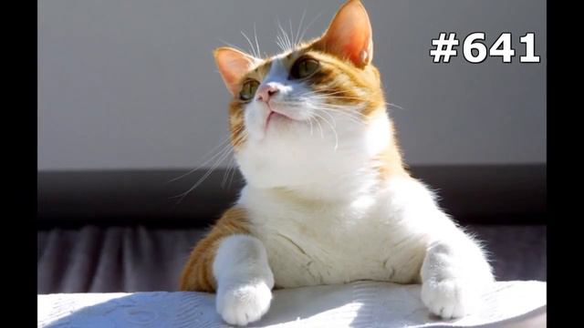 #641. Кошки (В мире животных) смотреть онлайн