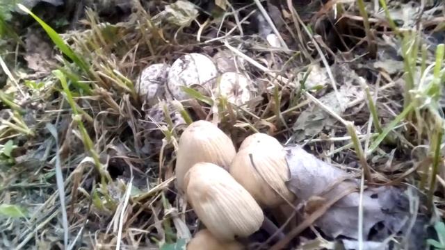 ГРИБЫ выросли в ЛЕСУ, сенсация. смотреть онлайн