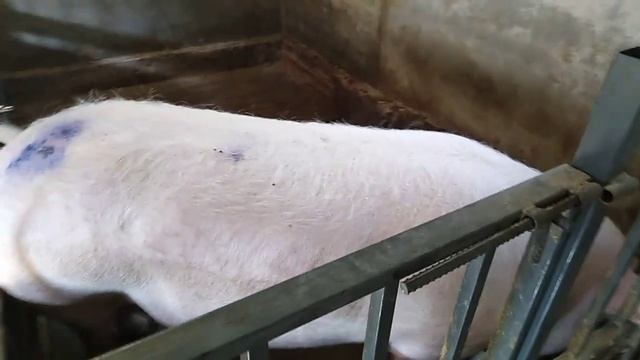 Как сделать клетку для свиноматки. Плюсы. Минусы. Нюансы. Украина, поздравляем вас с победой!!! смотреть онлайн