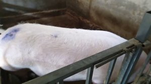 Как сделать клетку для свиноматки. Плюсы. Минусы. Нюансы. Украина, поздравляем вас с победой!!!